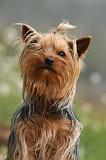 YORKSHIRE TERRIER 576